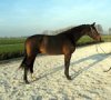 Dressage Prospect