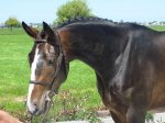 Attractive 3 yo Hunter prospect!