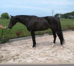 Awesome and adorable Hunter prospect, sold to the USA.