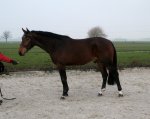 Lovely HUNTER prospect, 3 yo Dutch WB (by VAILLANT) Sold to the USA