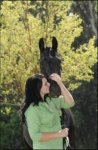 DRESSAGE/JUMPING PROSPECT