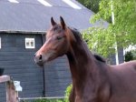 Bander (v. SANDREO)