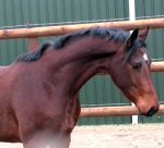 Quality Dressage Prospect
