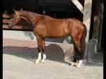 Quality Hunter Prospect