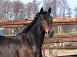 ZABRIENA (v. SUNNY BOY)