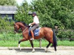 3 jarige hengst, v. UNGARO