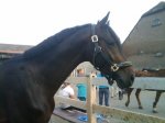 BANDER ( v. SANDREO)