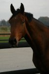 BAYLANDO ( v. JOHNSON)