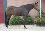 Fancy and quality HUNTER PROSPECT