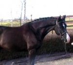 MAYCORD ( v. CONCORDE)