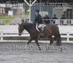 Young Hunter under saddle