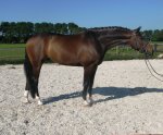 4yo VERY FANCY HUNTER PROSPECT