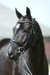  NEW ARRIVAL : Gorgeous HUNTER Prospect