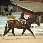 Champion (Hunter) Sold by Wijnschenk Stables as a 3 yo Hunter Prospect!