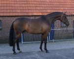 Awesome HUNTER PROSPECT, 4 yo Dutch WB (by SORENTO) Sold to the USA.