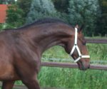 * SOLD * Lovely NEW ARRIVAL HUNTER PROSPECT!
