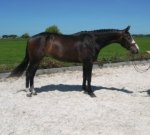 REFERENCE: Sold by video: Lovely HUNTER prospect coming 4 yo Dutch WB.