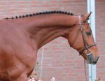 * SOLD to the USA * Quality Hunter prospect for sale.