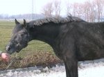 Quality HUNTER prospect.