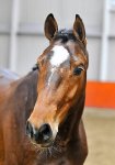 * SOLD * NEW ARRIVAL! HUNTER PROSPECT!