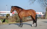 Quality HUNTER prospect, 3 yo Dutch WB ( by VERON) Sold to the USA.