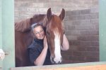 " DOUGLAS "  Lovely 3 yo stallion by DOUGLAS (=DARCO)