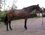 Veelbelovend Hunter prospect, KWPN